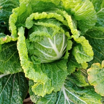 白菜，义和秋，北京三号，现大量上市