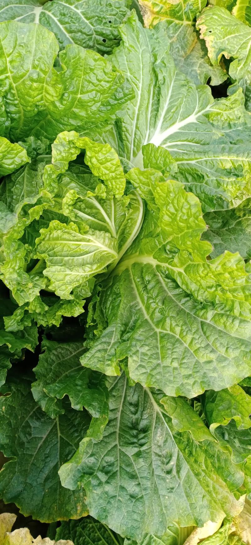 白菜，义和秋，北京三号，现大量上市