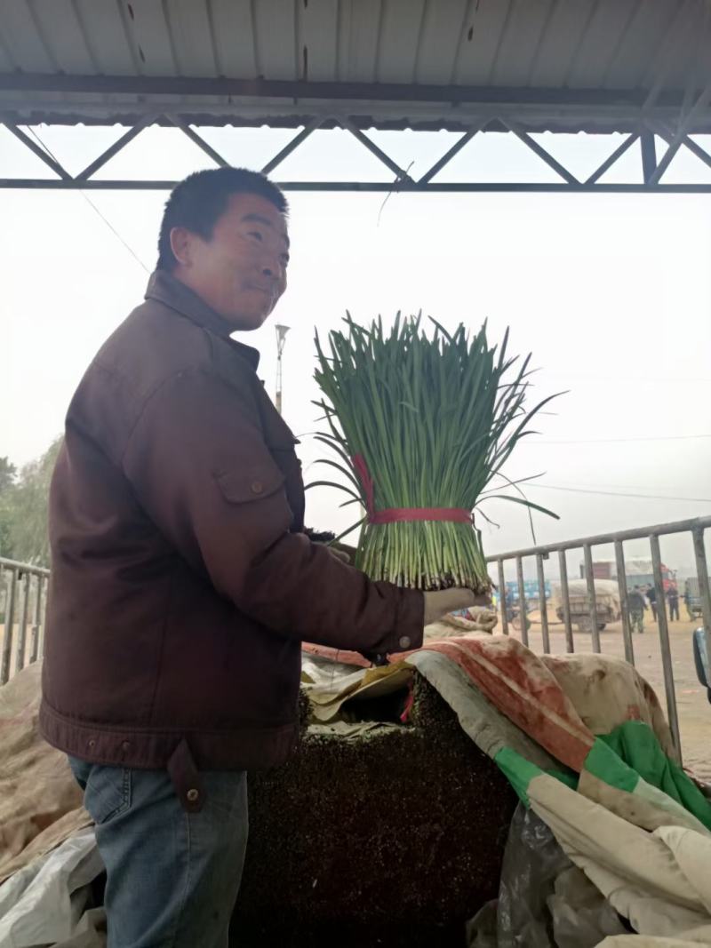 乐亭万亩韭菜大量上市，产地直销，质量好，根粗叶茂诚信代收