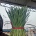 乐亭万亩韭菜大量上市，产地直销，质量好，根粗叶茂诚信代收