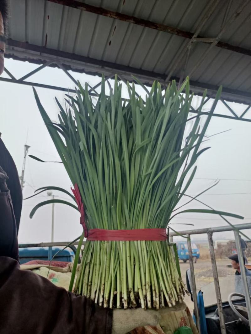 乐亭万亩韭菜大量上市，产地直销，质量好，根粗叶茂诚信代收