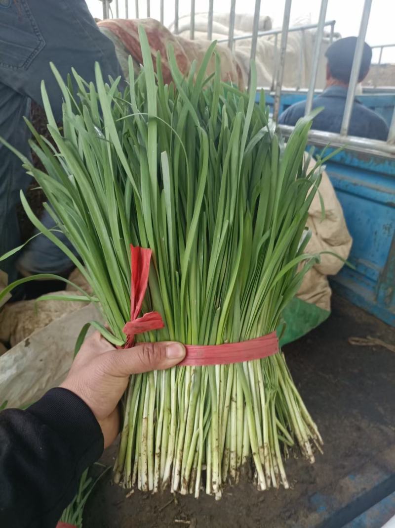 乐亭万亩韭菜大量上市，产地直销，质量好，根粗叶茂诚信代收
