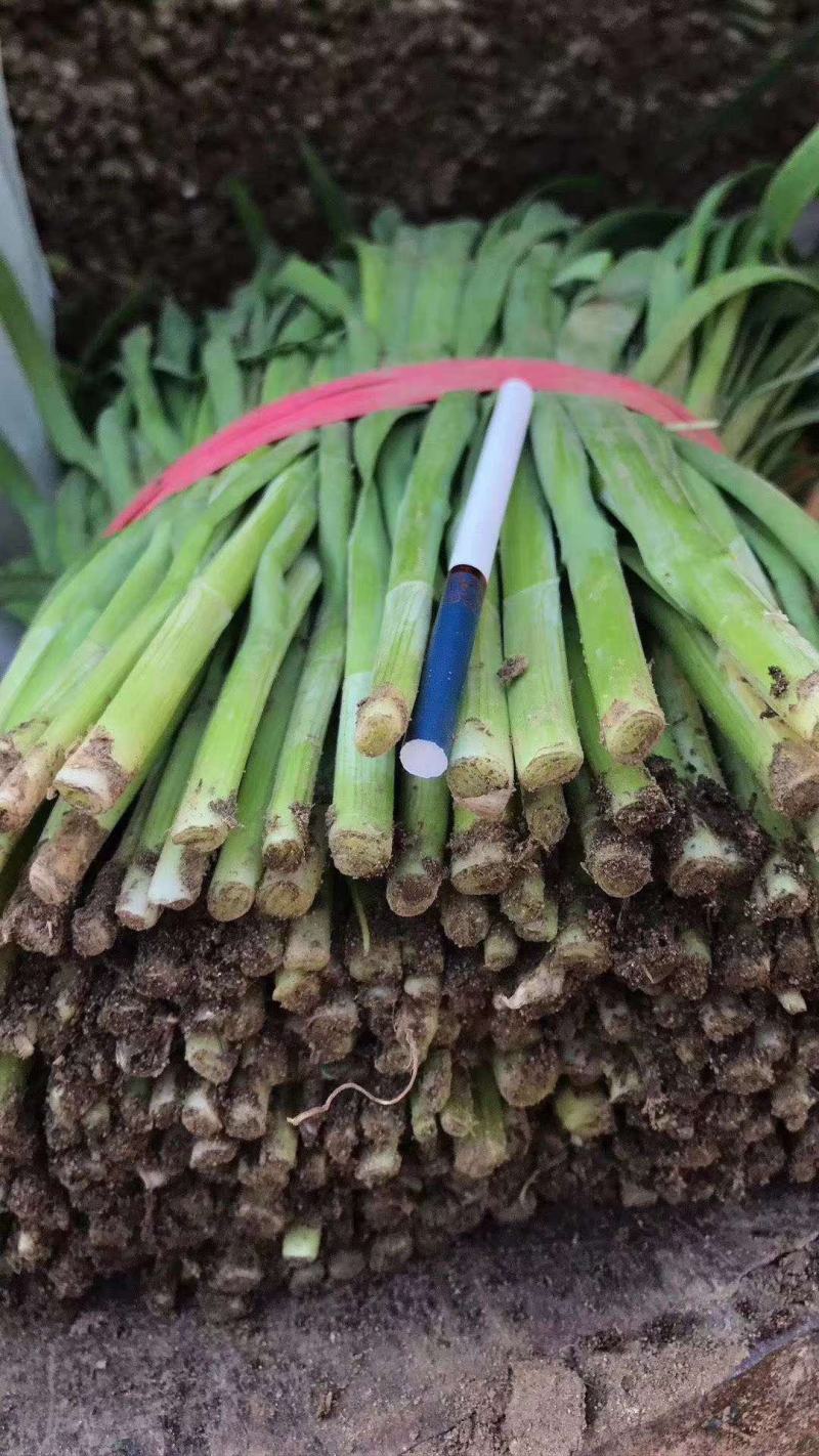 乐亭万亩韭菜大量上市，产地直销，质量好，根粗叶茂诚信代收