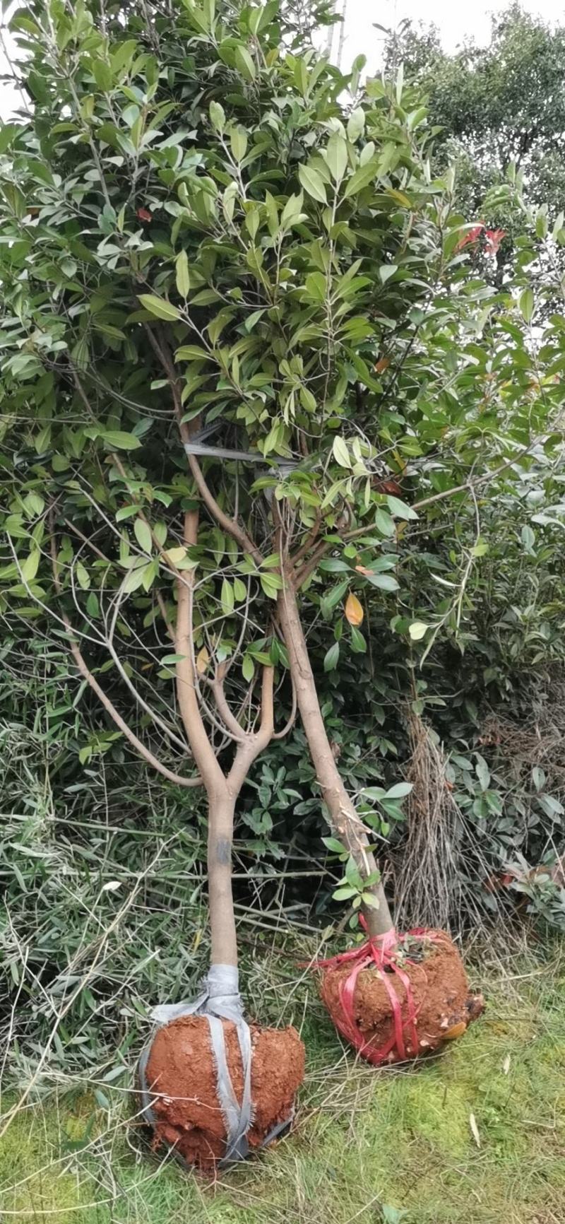 各种规格红叶石楠，红叶石楠球出售