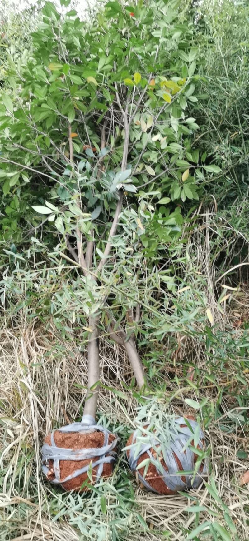 各种规格红叶石楠，红叶石楠球出售