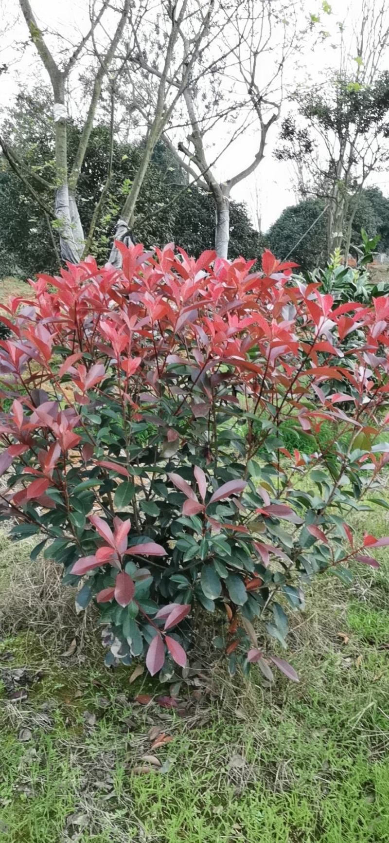 各种规格红叶石楠，红叶石楠球出售