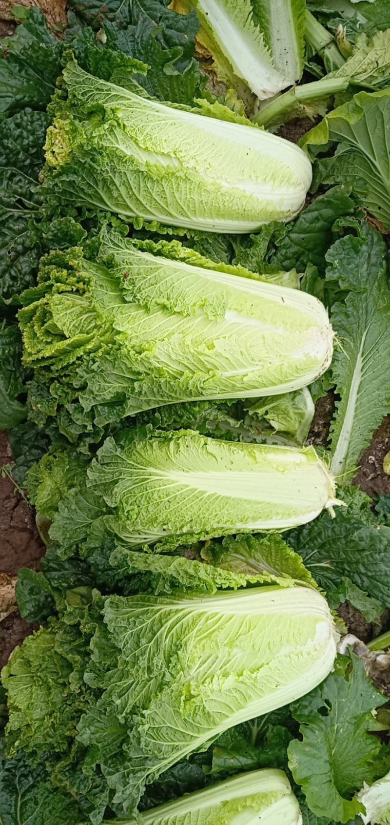 广西竹筒白菜，源充足，细长高大叶片碧绿薄嫩口感好，来电优惠