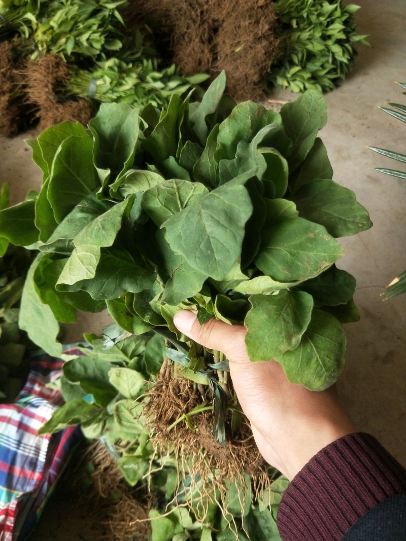 精品长茄苗马丽思黑金钢金利早茄苗量大从优欢迎采购商合作
