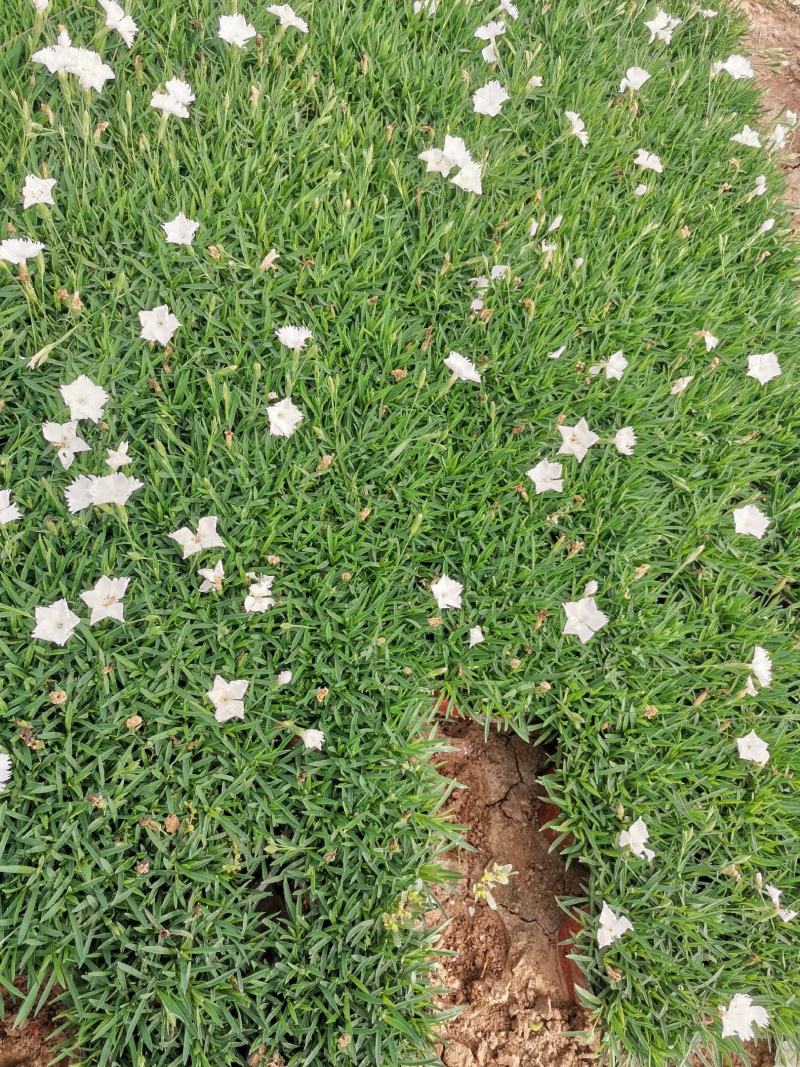 白色欧石竹营养杯穴盘苗双色盆。