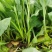 精品蔬菜野菜特菜马兰头