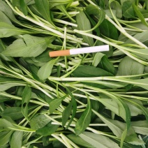 精品蔬菜野菜特菜马兰头