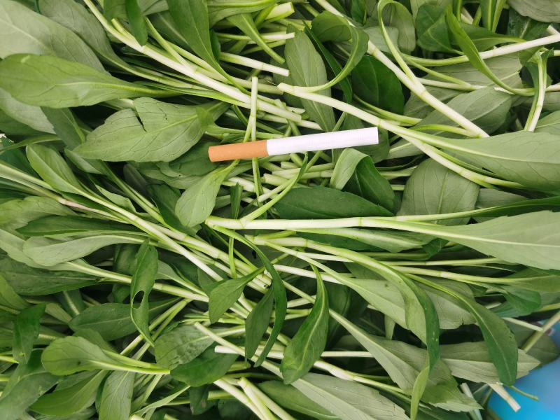 精品蔬菜野菜特菜马兰头