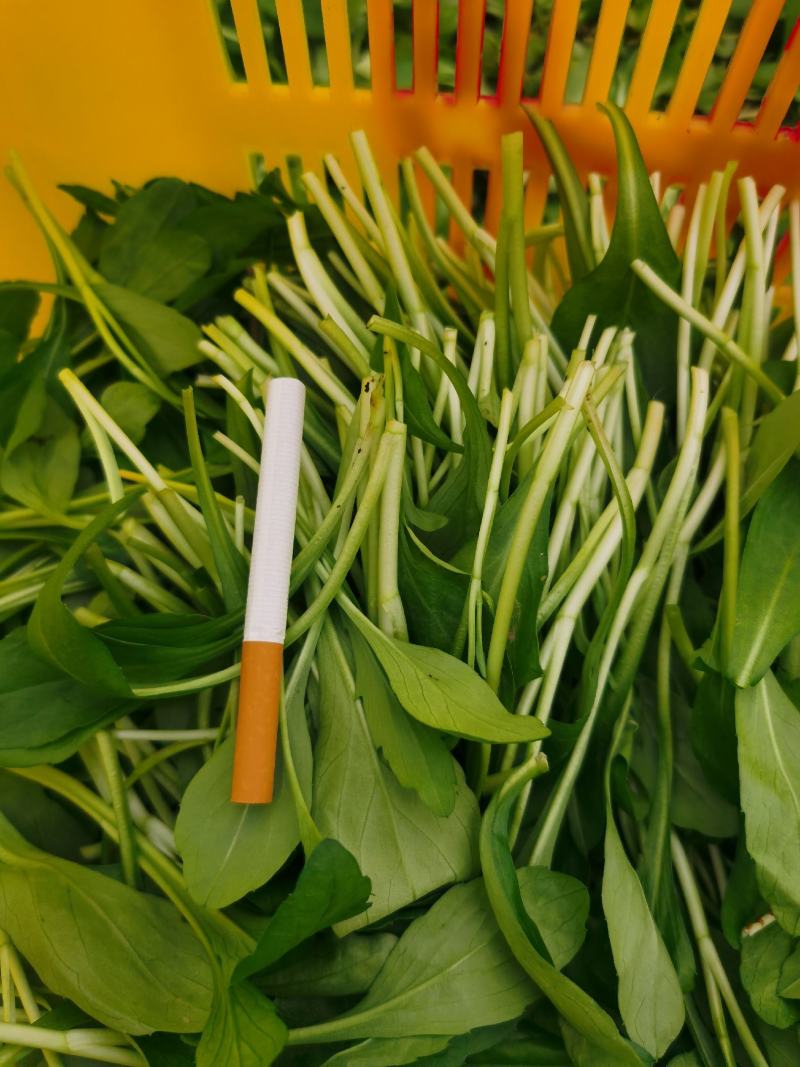 精品蔬菜野菜特菜马兰头