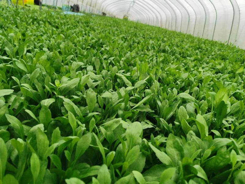 精品蔬菜野菜特菜马兰头