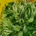精品蔬菜野菜特菜马兰头