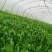 精品蔬菜野菜特菜马兰头