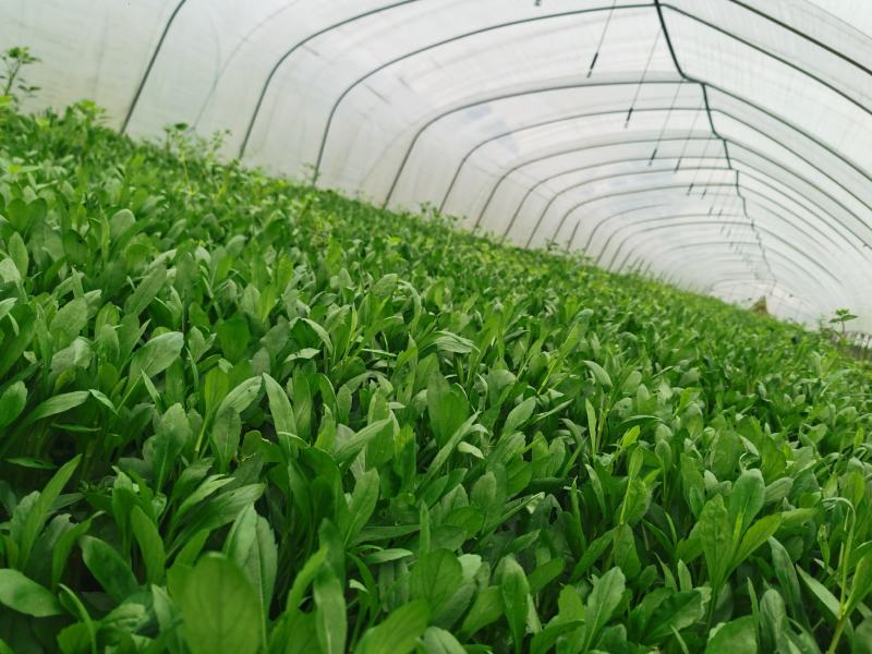 精品蔬菜野菜特菜马兰头