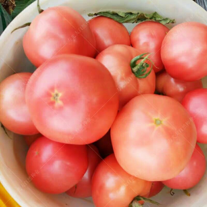 西红柿苗种子已脱毒品种全售后好有中华粉冠硬果