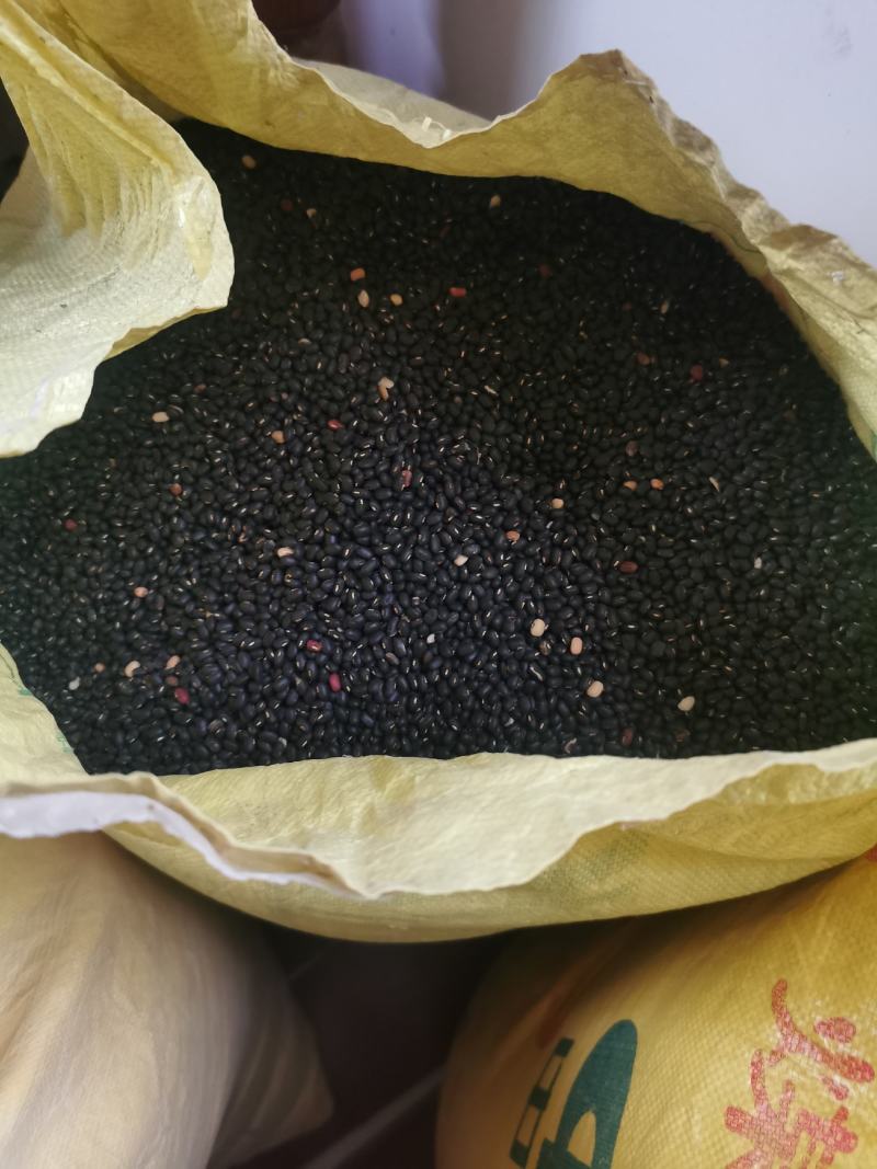 江苏南京自家采摘的野生豆子销售品种有黑豆红豆黄豆