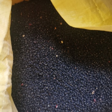 江苏南京自家采摘的野生豆子销售品种有黑豆红豆黄豆