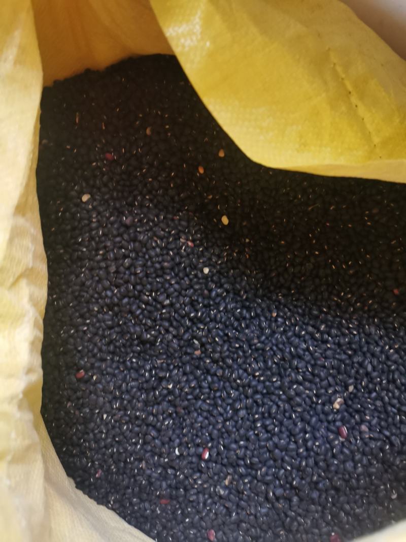 江苏南京自家采摘的野生豆子销售品种有黑豆红豆黄豆
