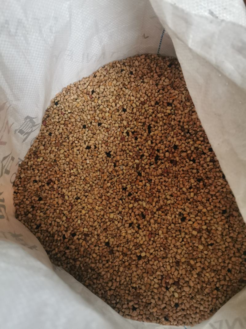 江苏南京自家采摘的野生豆子销售品种有黑豆红豆黄豆