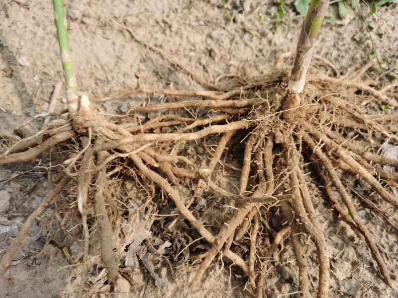 紫绿白色芦笋苗种根四季种植蔬菜花卉绿植阳台盆栽多面生大田