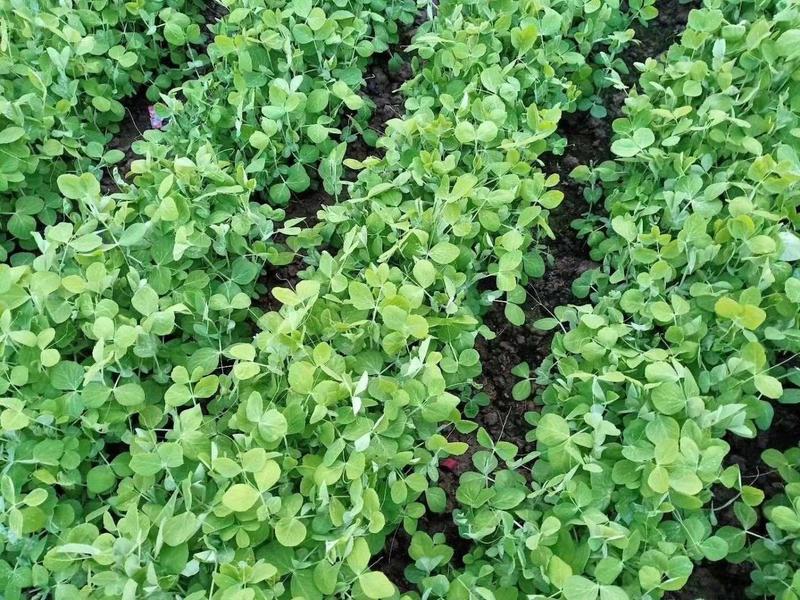 肥仔豌豆苗高产抗病外形美观，广州蔬菜基地专用品种