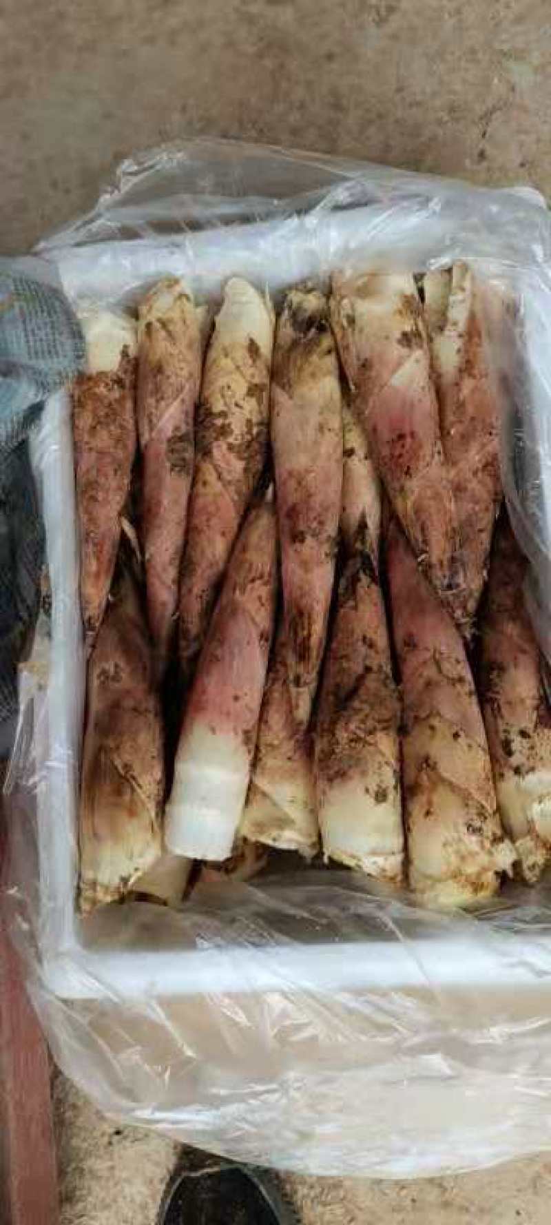 江西春笋覆盖笋雷竹笋春笋江西黄泥笋龙糠笋