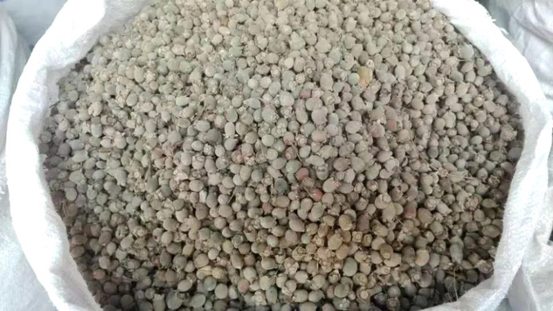桃金娘【包邮】三斤起发货可批量可零售量大从优