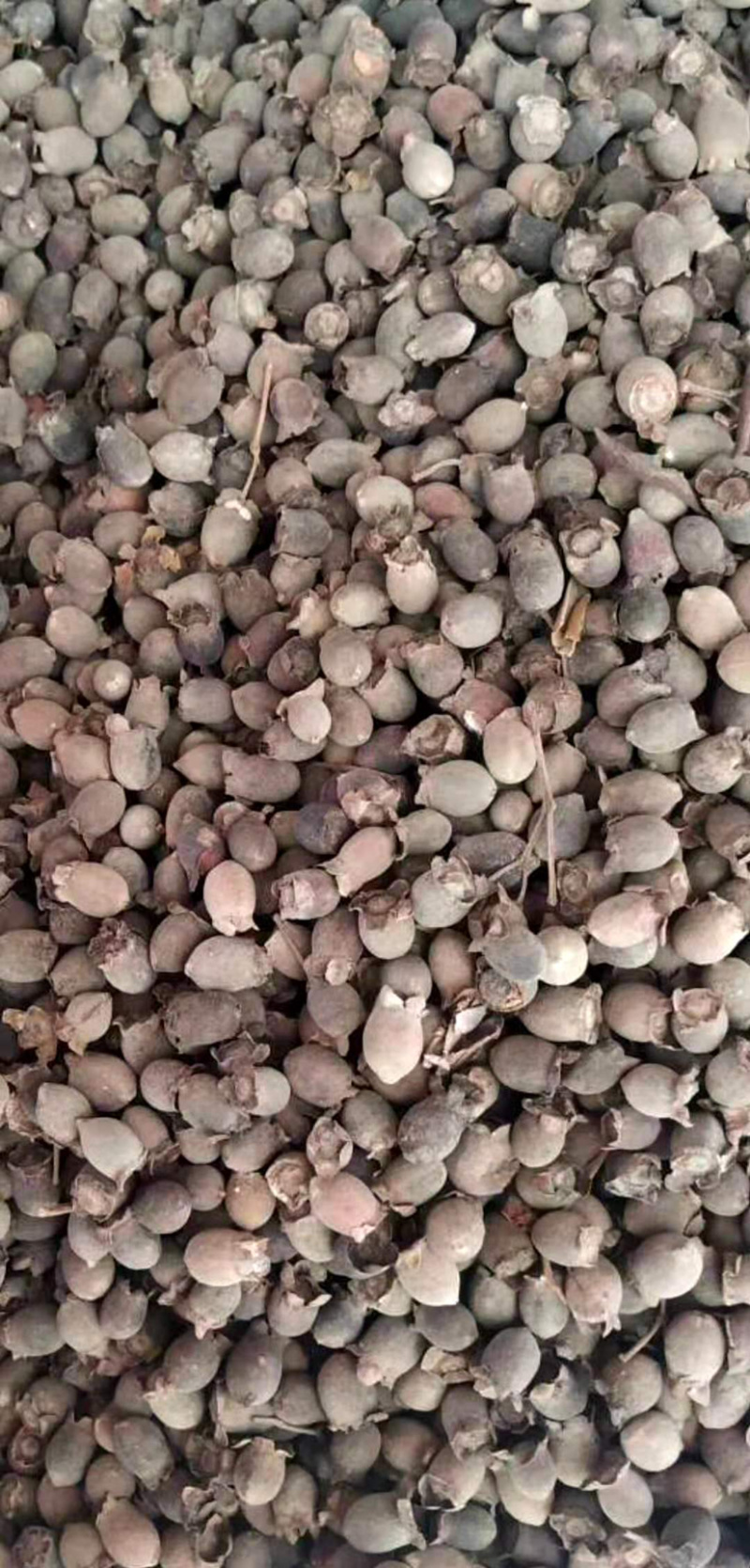 桃金娘【包邮】三斤起发货可批量可零售量大从优