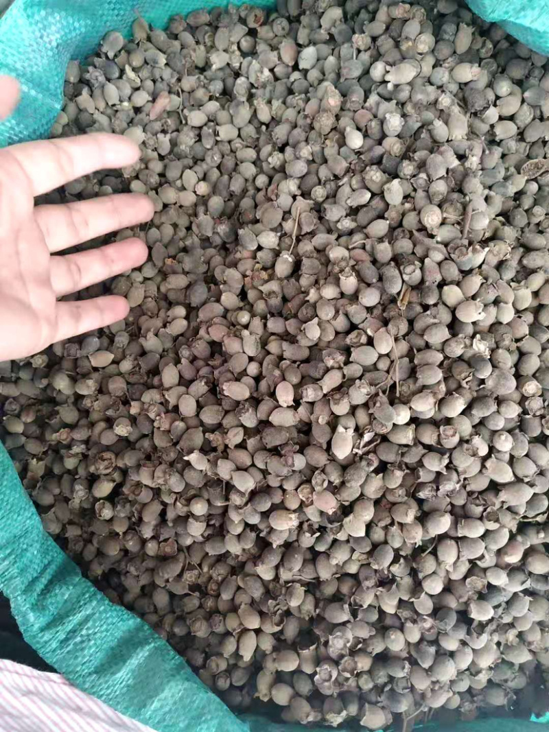 桃金娘【包邮】三斤起发货可批量可零售量大从优