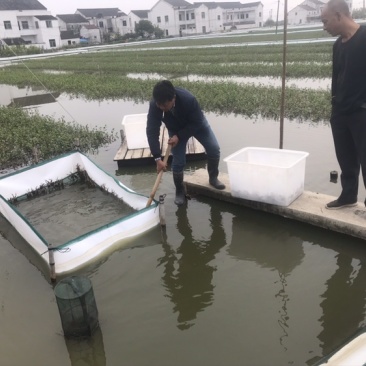 太湖地区7公5母蟹苗8公6母蟹苗