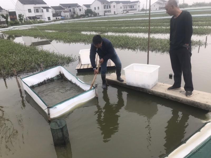 太湖地区7公5母蟹苗8公6母蟹苗