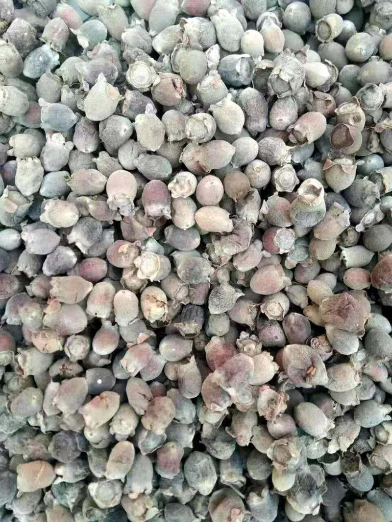 桃金娘干【包邮】三斤起发货可批量可零售量大从优