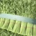 新鲜质量好大量供应，欢迎采购。