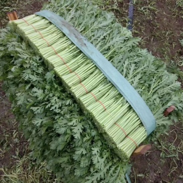 新鲜质量好大量供应，欢迎采购。