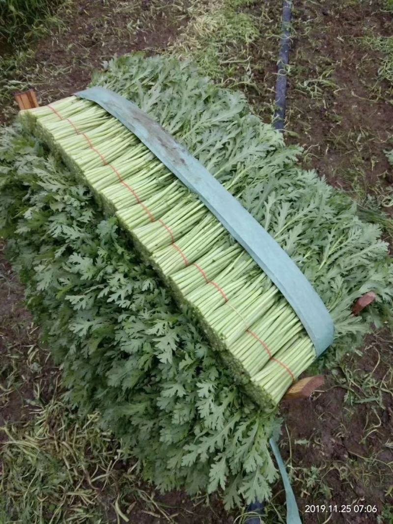 新鲜质量好大量供应，欢迎采购。
