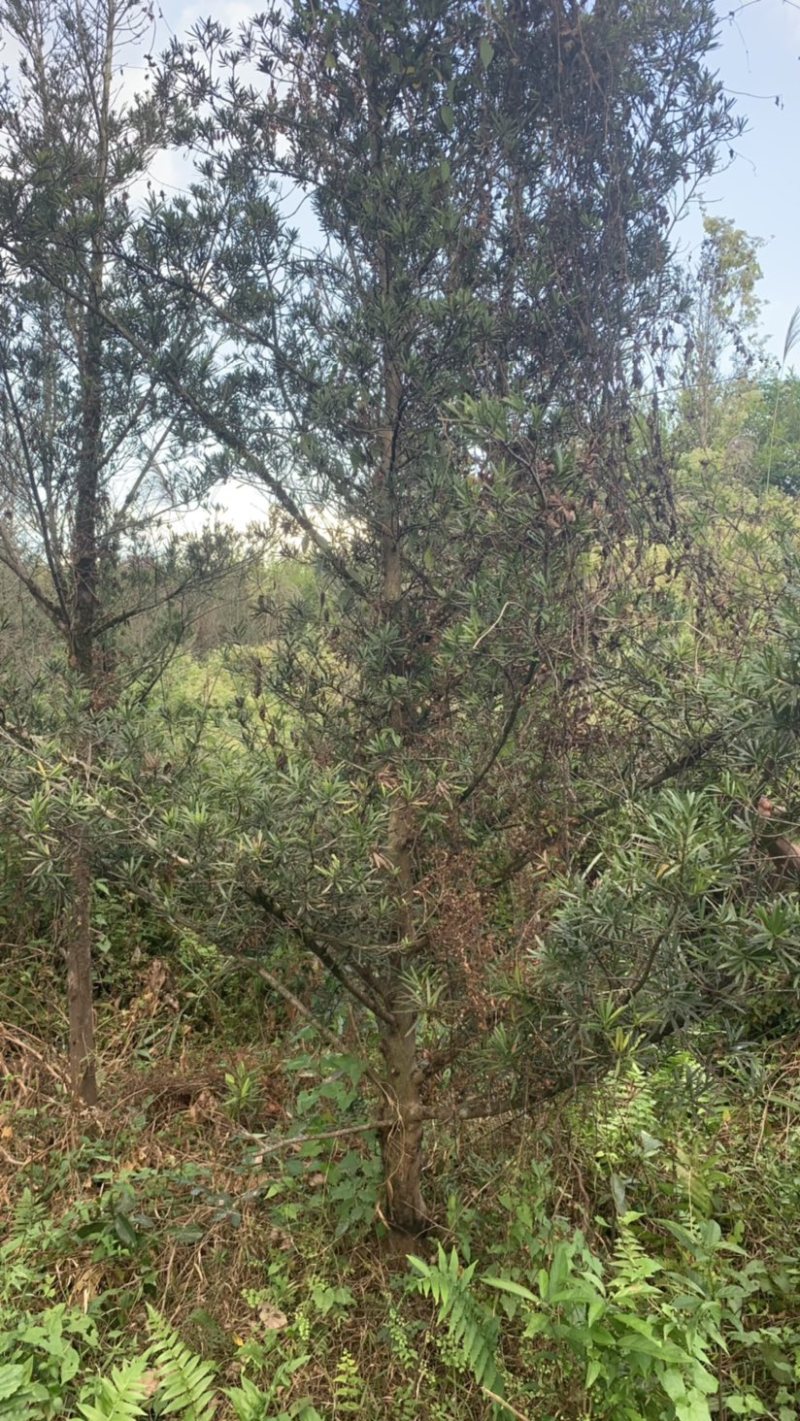 罗汉松别墅花园造景风景树大罗汉松
