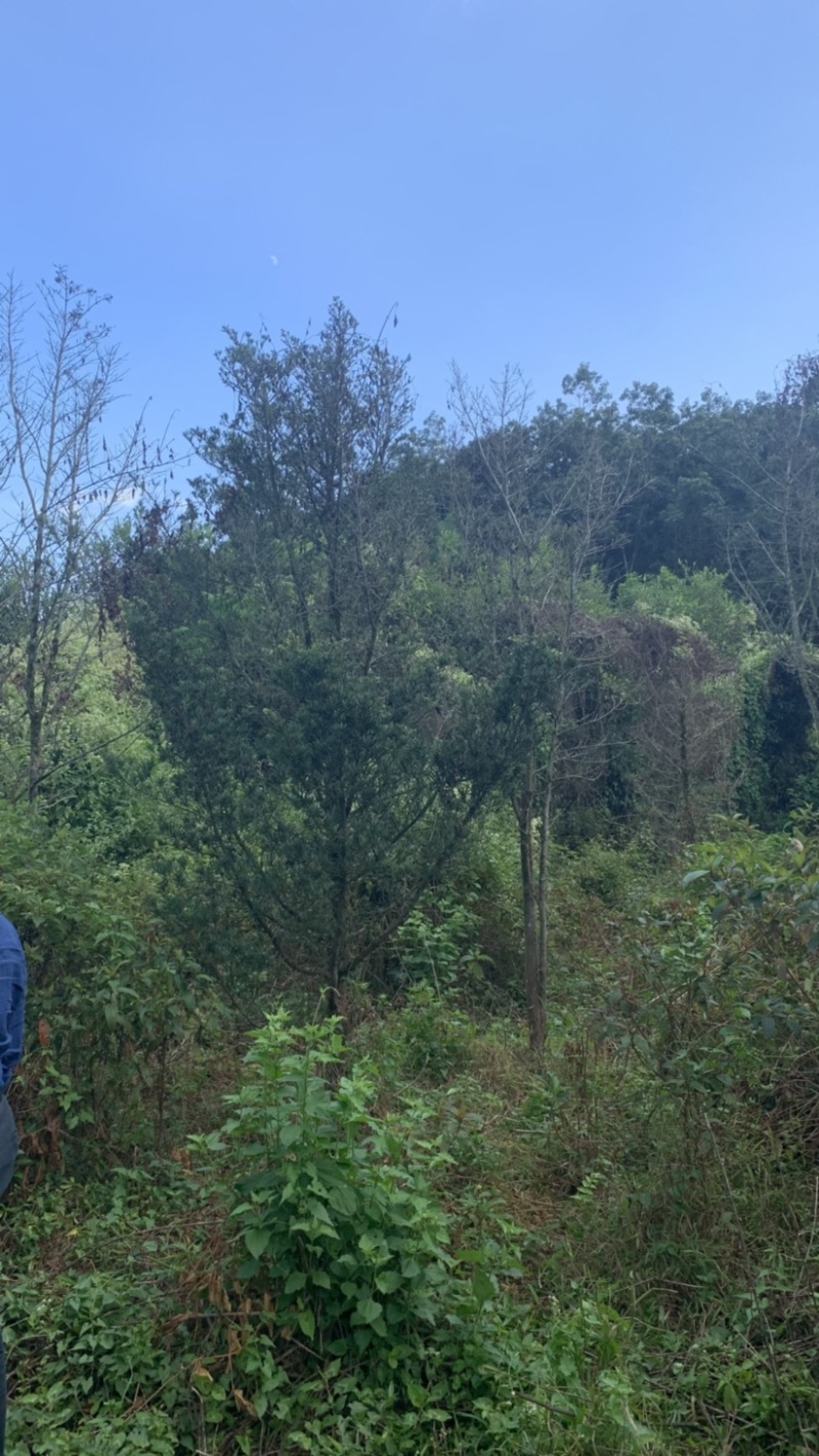罗汉松别墅花园造景风景树大罗汉松