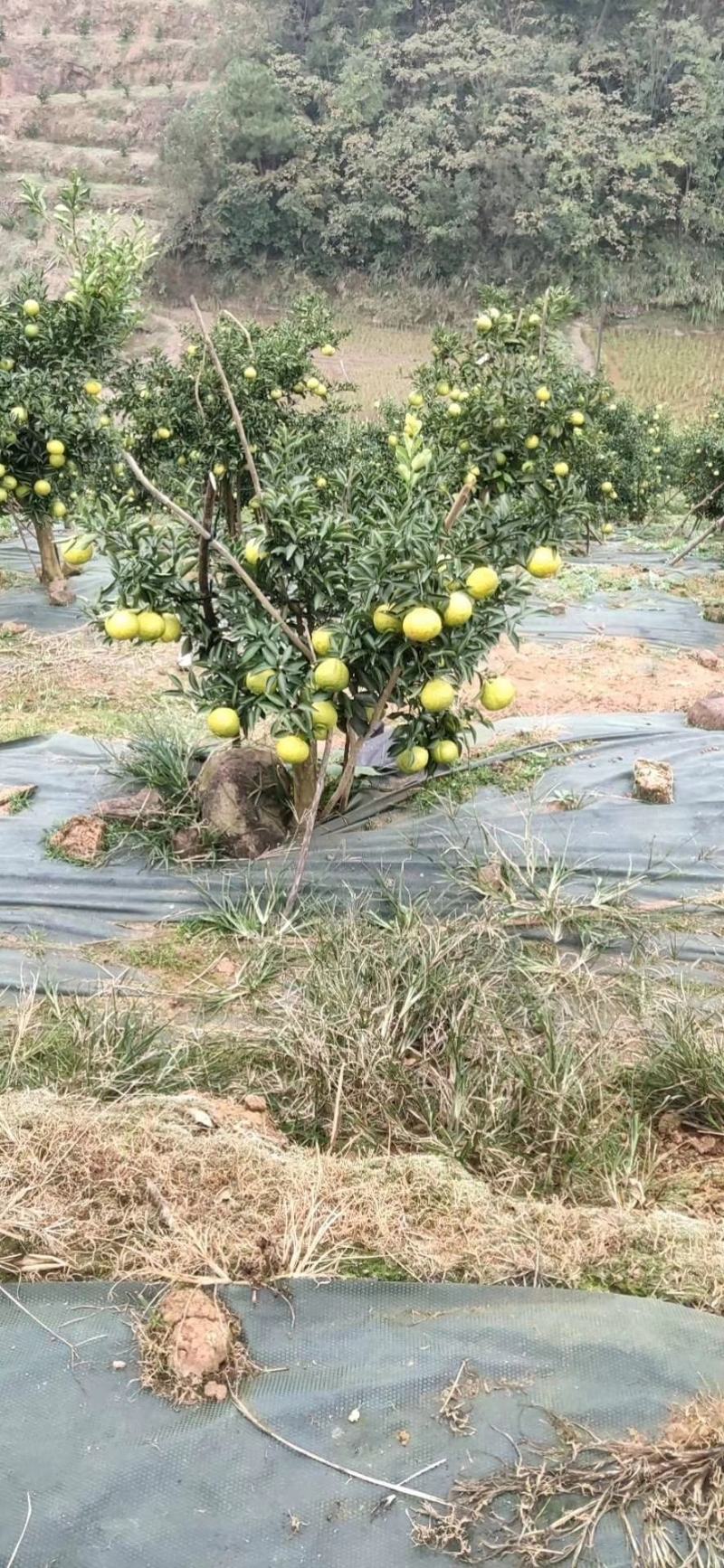 黄金贡柚春香桔柚甜桔柚基地供货协助物流对接全国商超