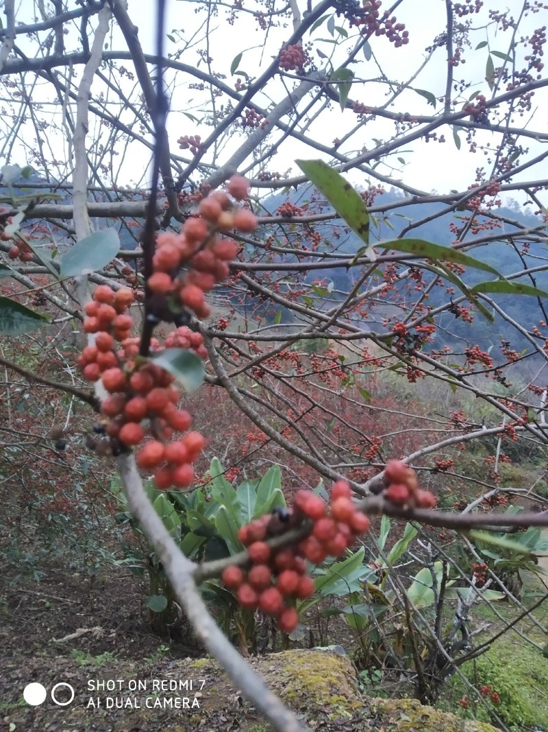 新上市红花椒，油苞饱满，麻味十足口感好，