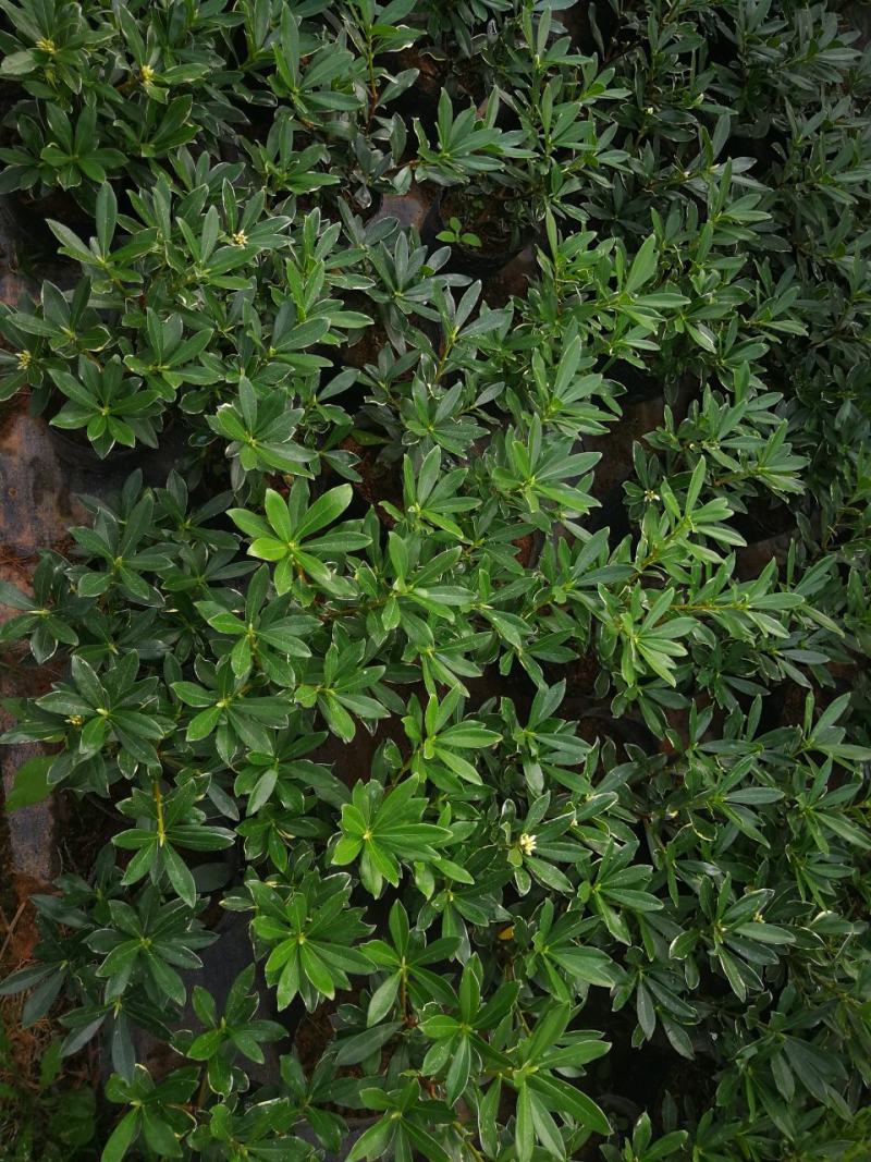 金边瑞香盆栽花卉瑞香苗瑞香盆景金边瑞香盆栽