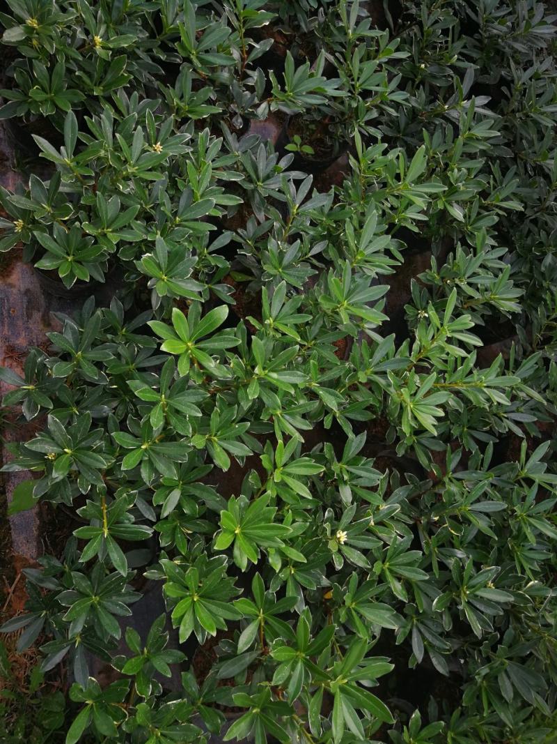 金边瑞香盆栽花卉瑞香苗瑞香盆景金边瑞香盆栽