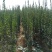 北海道黄杨道路绿化1.5米，1米8至2米有量。树形优美，