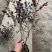 红花继木大杯苗工程绿化小区庭院篱笆绿化高质量低价
