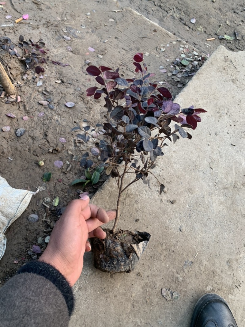 红花继木大杯苗工程绿化小区庭院篱笆绿化高质量低价