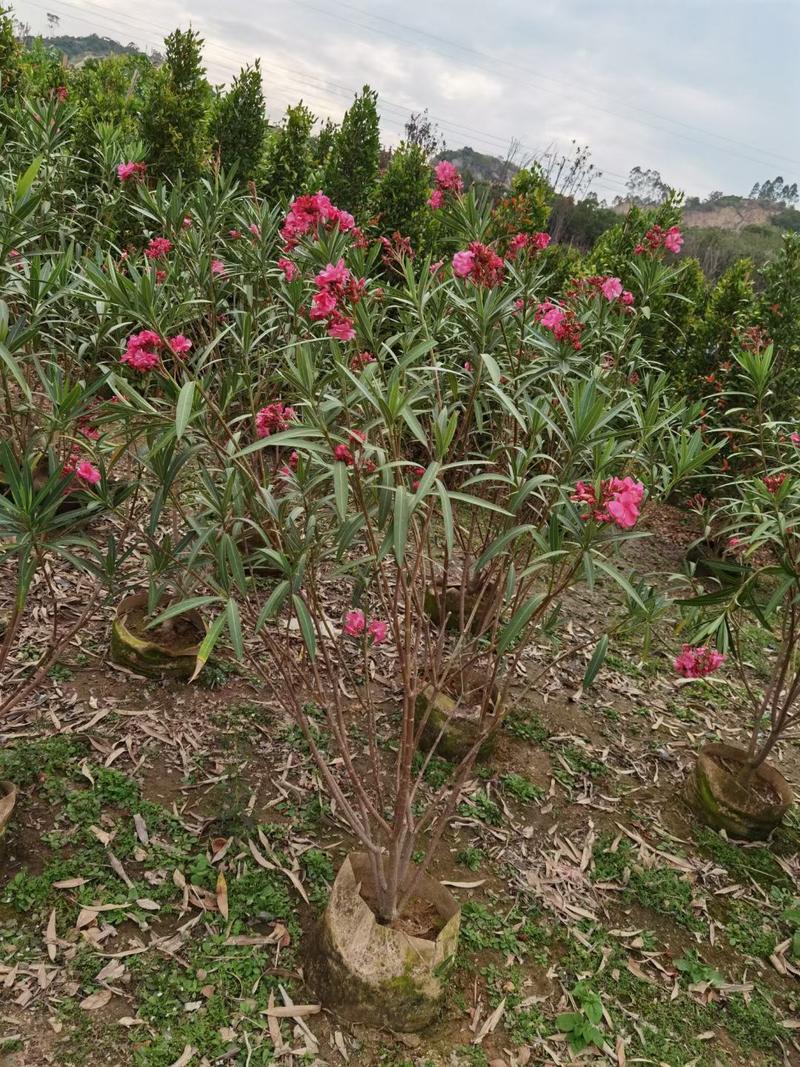 福建省漳州市供应绿庭院设计，夹竹桃大小规格袋苗