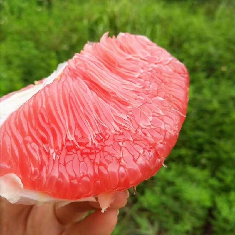 湖北蜜柚红心柚白蜜柚颗粒饱满汁多味甜品质优