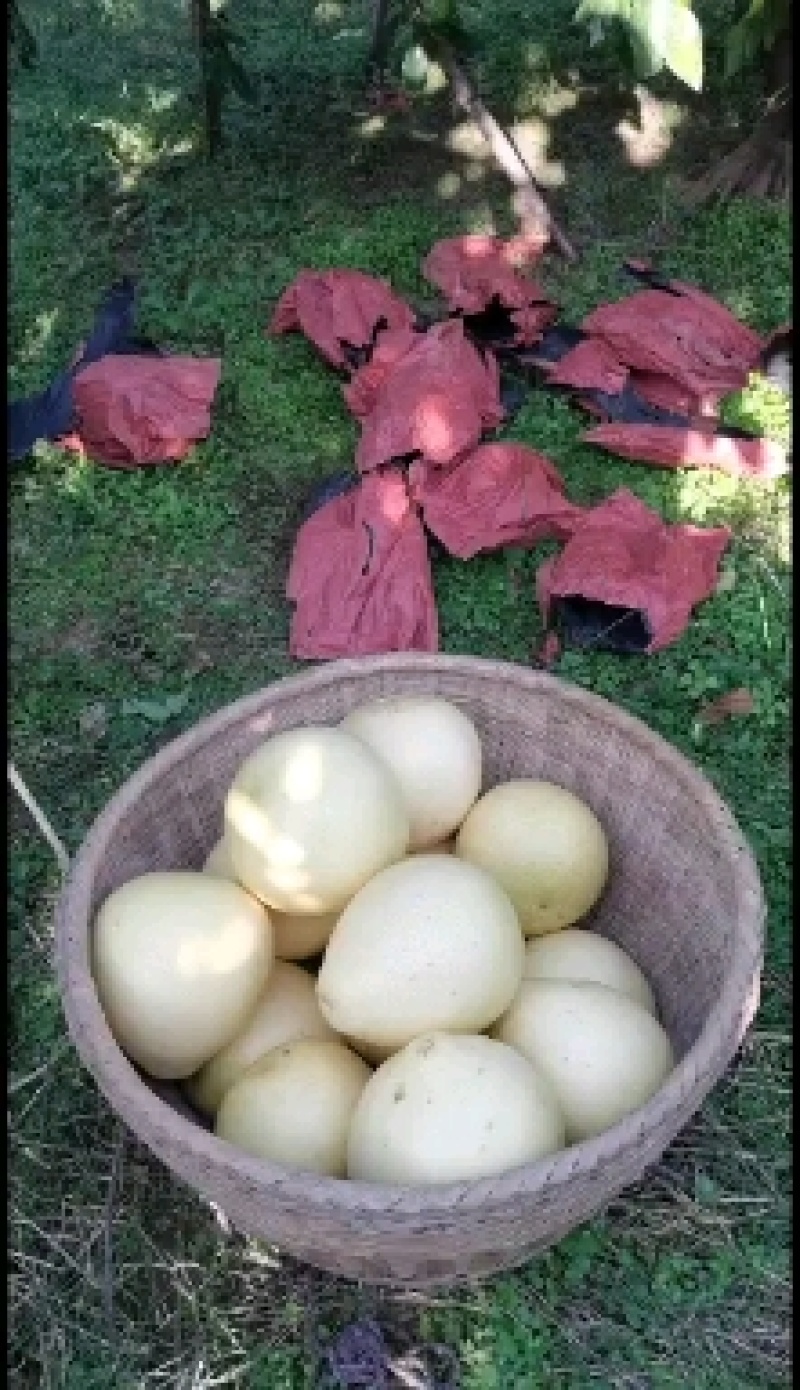 湖北蜜柚红心柚白蜜柚颗粒饱满汁多味甜品质优